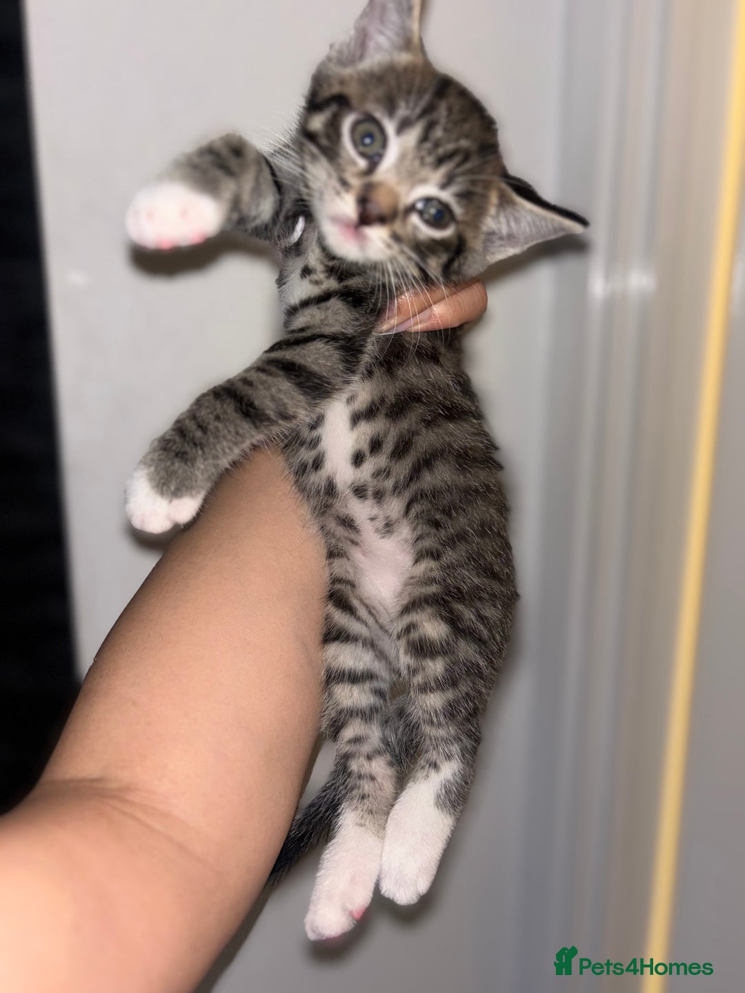 Scottish Fold cats for sale: Adorable Scottish Straight Kittens 💞 - Image 19