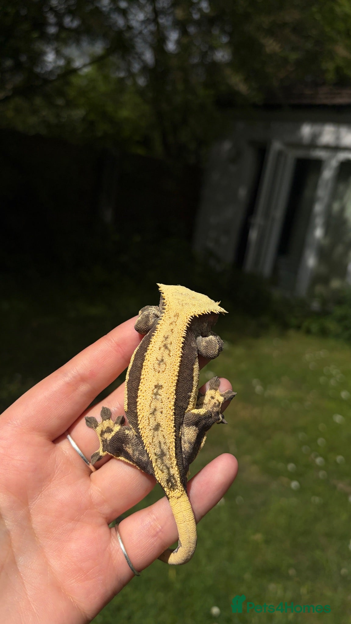 Gecko reptiles Proven female crested gecko  - Advert 1