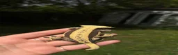 Gecko reptiles for sale: Proven female crested gecko  - Advert 1