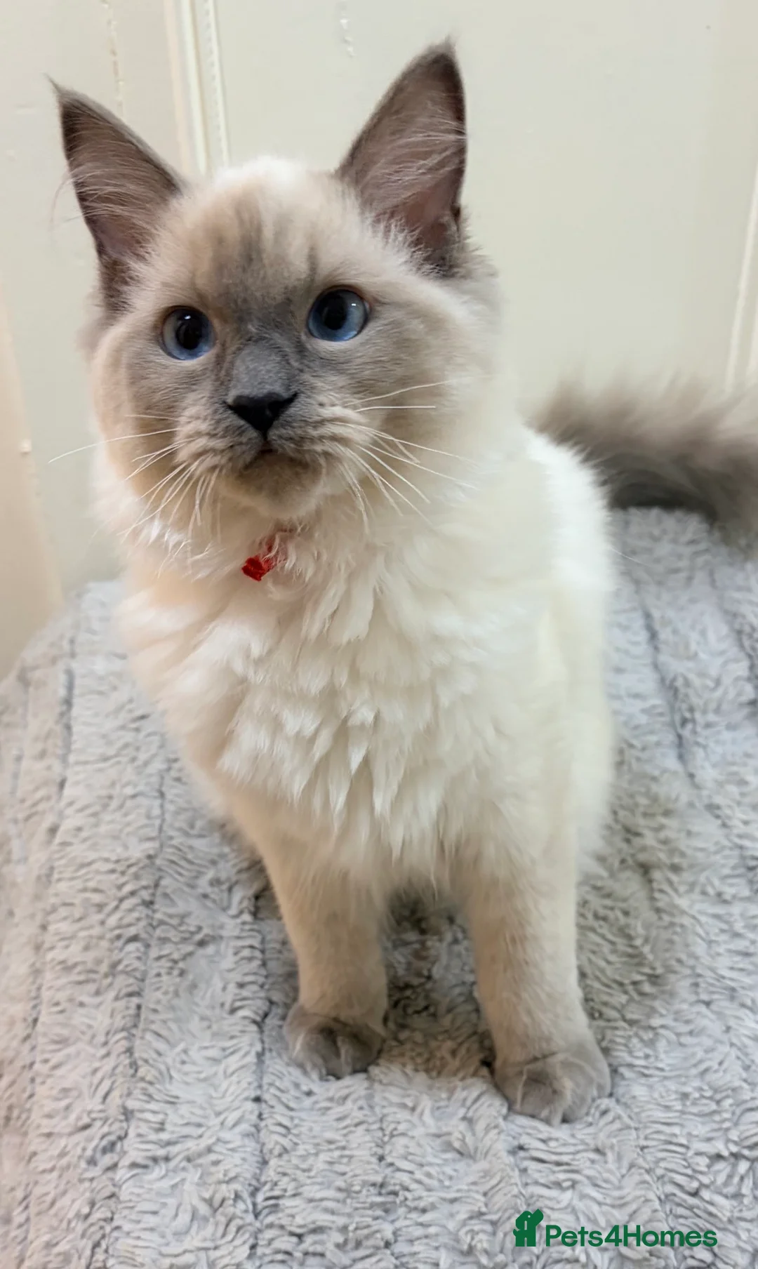 Ragdoll cats for sale: Beautiful full pedigree Ragdoll kittens for sale. - Advert 2