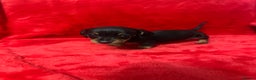 Miniature Dachshund dogs for sale: 3 Mini Minature Dachshunds - Advert 4