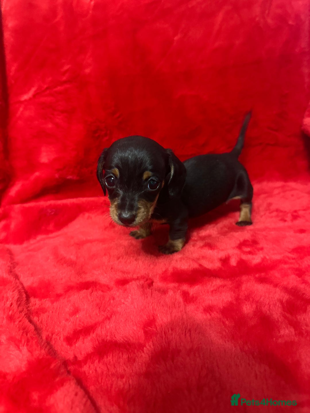 Miniature Dachshund dogs for sale: 3 Mini Minature Dachshunds - Advert 4