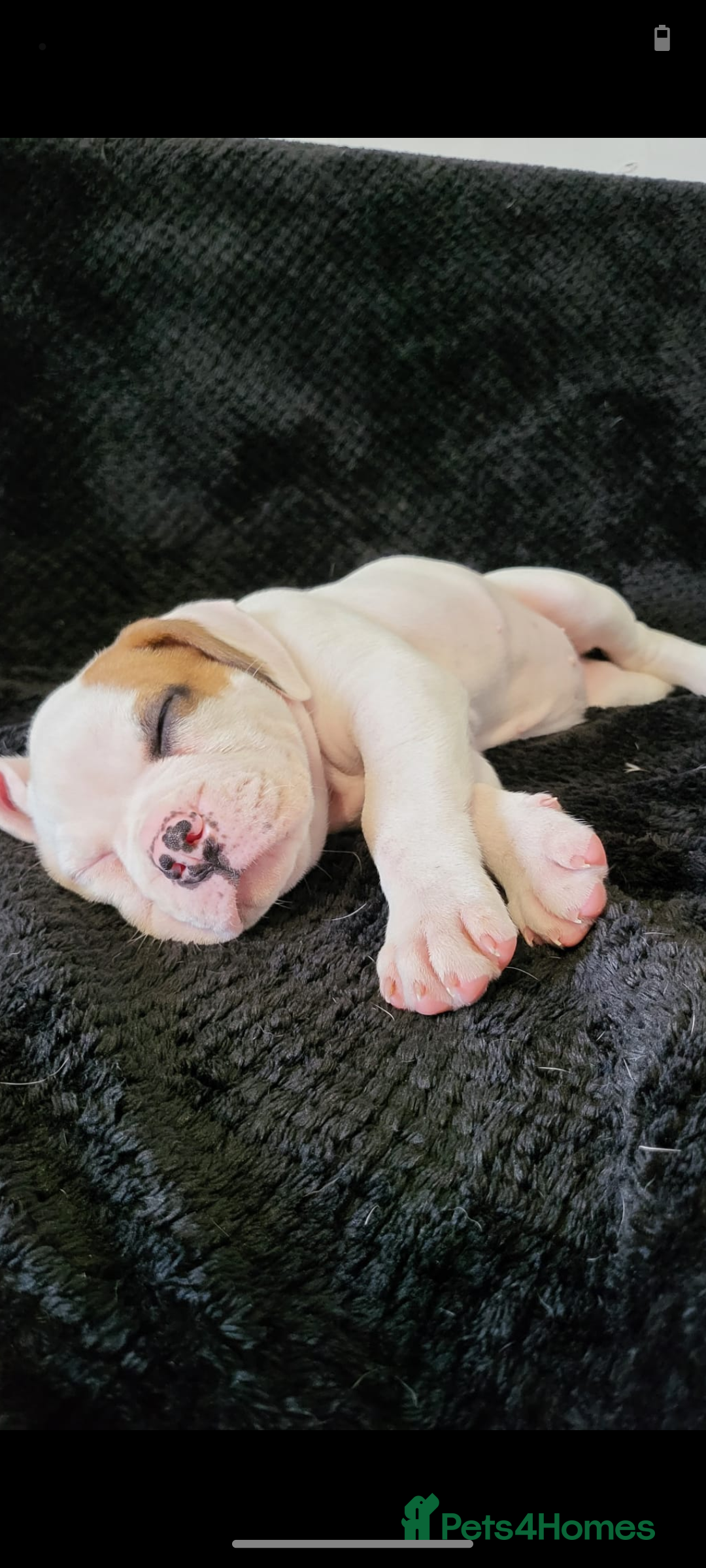 Boxer dogs for sale: Boxer pups - Image 5