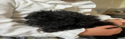 Mixed Breed dogs for sale: Beautiful black beddipoos  in Bishop Auckland - Advert 2