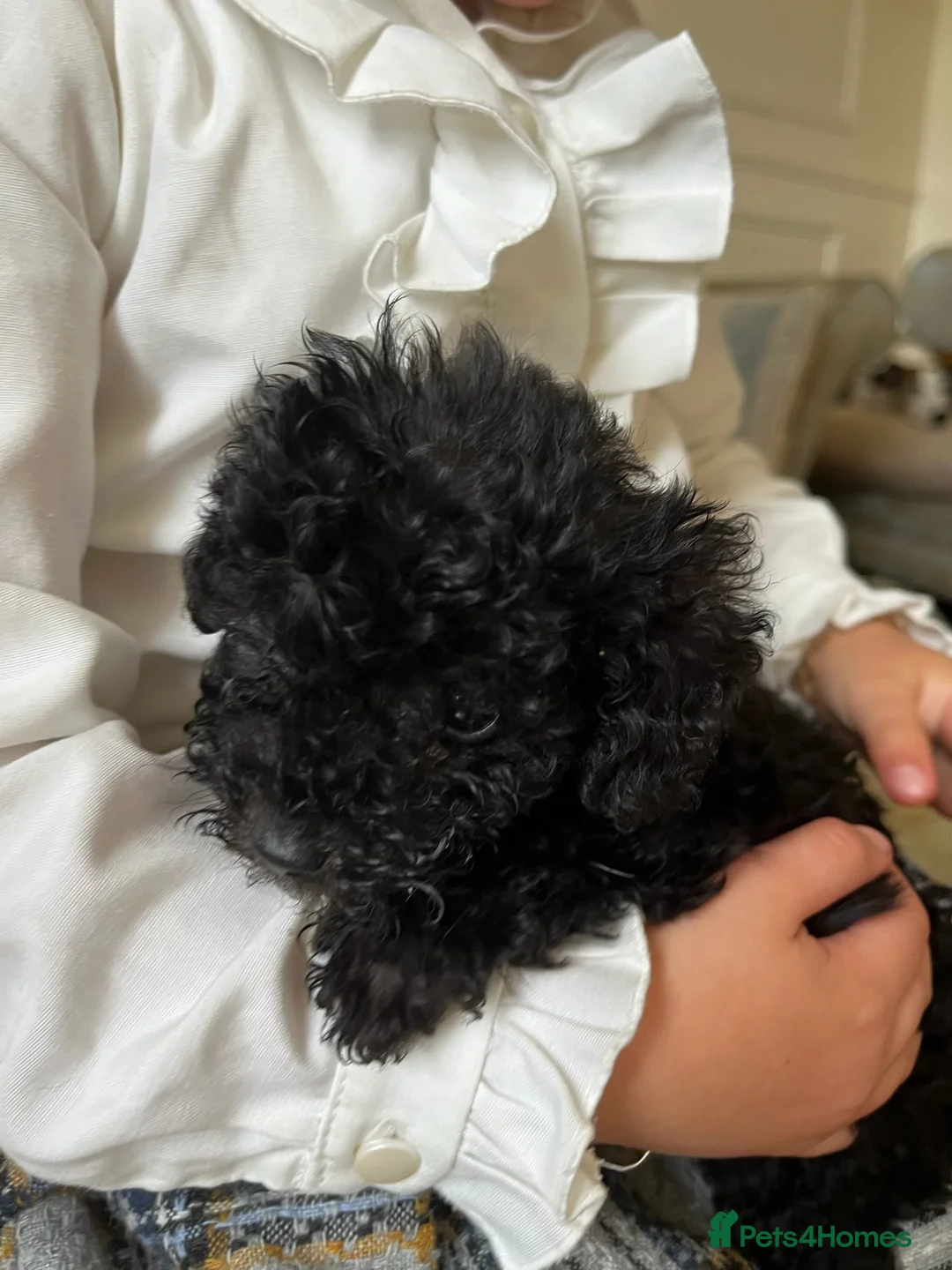 Mixed Breed dogs for sale: Beautiful black beddipoos  in Bishop Auckland - Advert 2