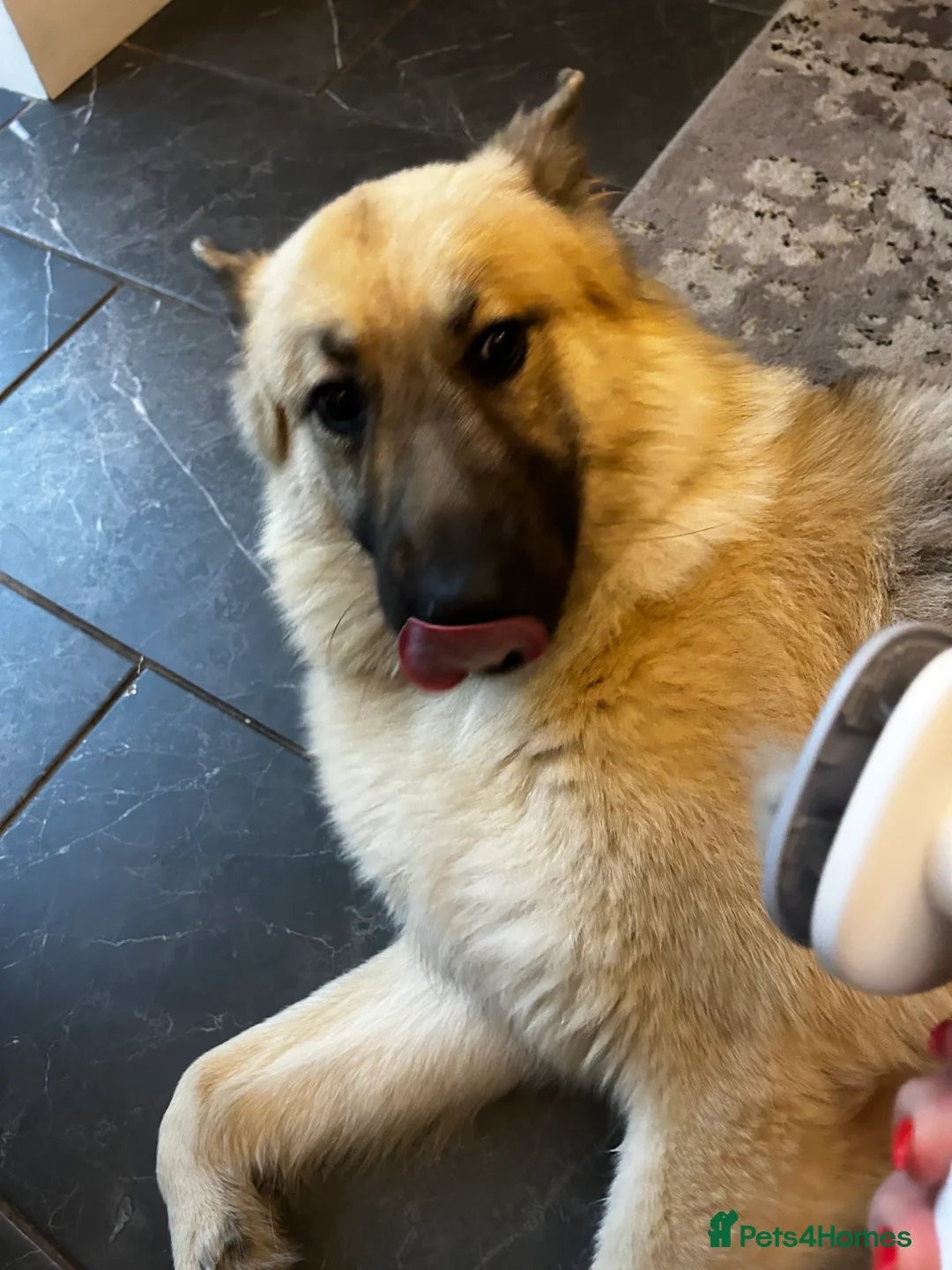 German Shepherd dogs for sale: Hugo intact german shepherd male in Swansea - Advert 2