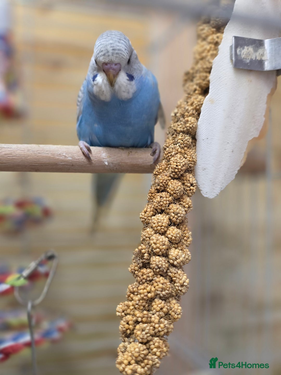 Budgerigars birds for sale: Gorgeous Baby Budgies - Advert 3
