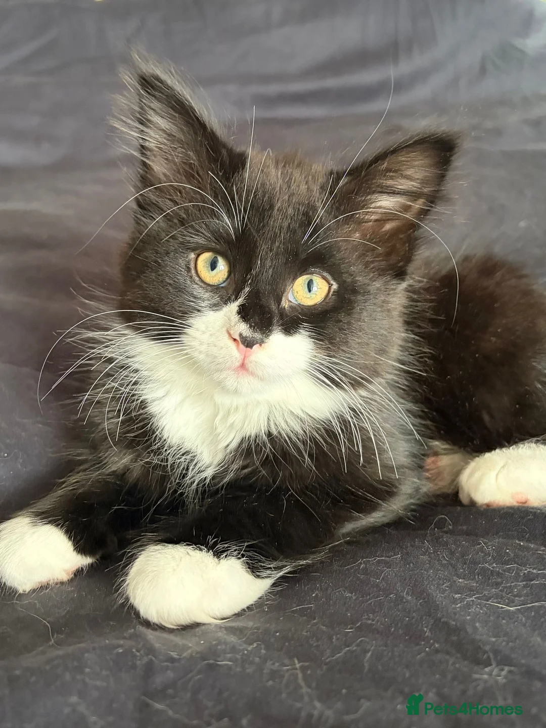 Mixed Breed cats for sale: LAST 2 ❤️LONG HAIRED HALF-RAGDOLL kittens ❤️ - Advert 2