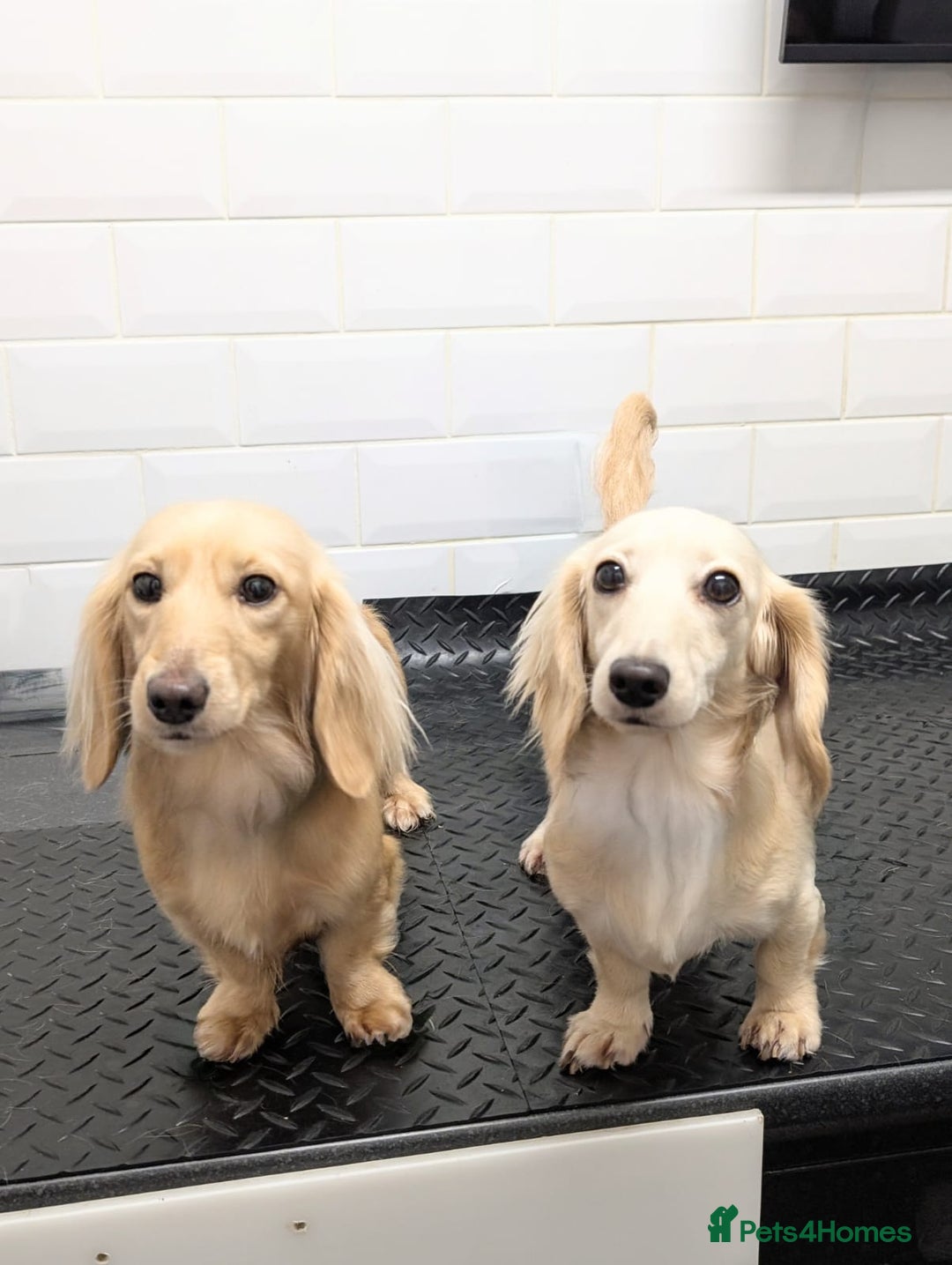 Miniature Dachshund dogs for sale: 2 male long-haired cream miniature dachshunds🩵 - Image 19