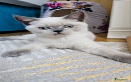 Scottish Fold cats for sale: 😻SF pedigree TICA 😸 READY TO LEAVE😸 - Image 4