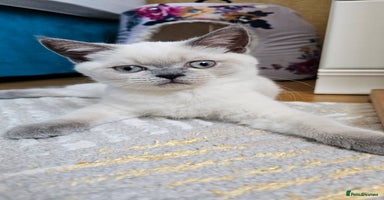 Scottish Fold cats - Advert 1