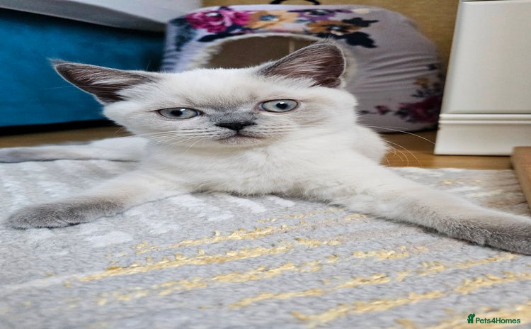 Scottish Fold cats - Advert 3