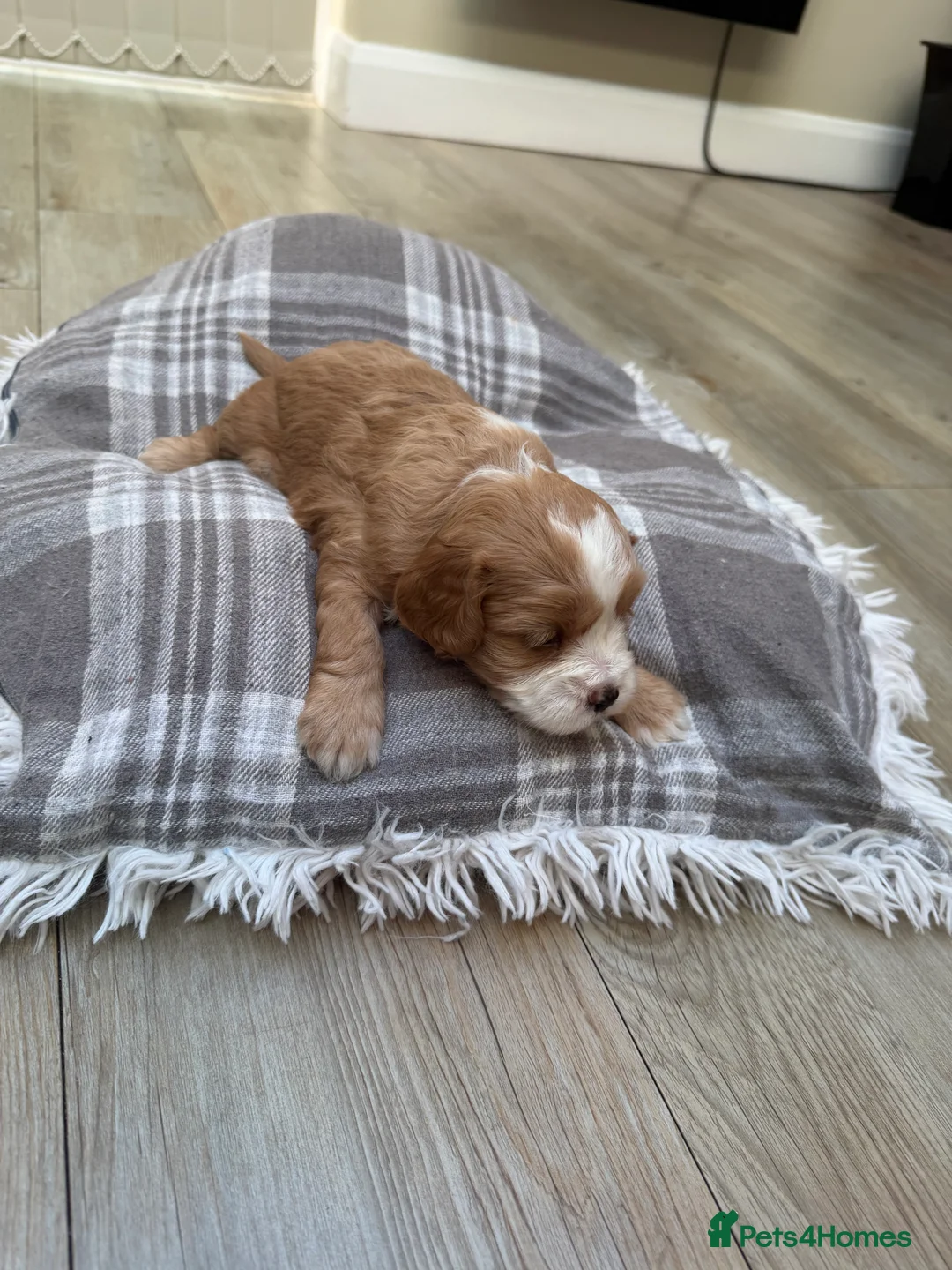 Cavapoo dogs for sale: Cavapoo puppies  - Advert 11