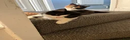 Mixed Breed cats for sale: These mixed breed kittens looking for loving homes in Bromley - Advert 10