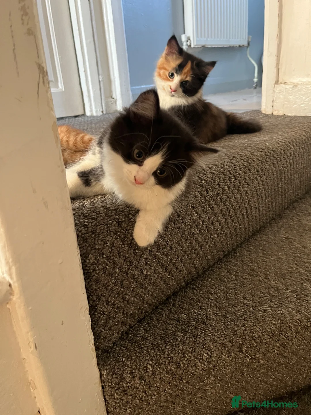 Mixed Breed cats for sale: These mixed breed kittens looking for loving homes in Bromley - Advert 10