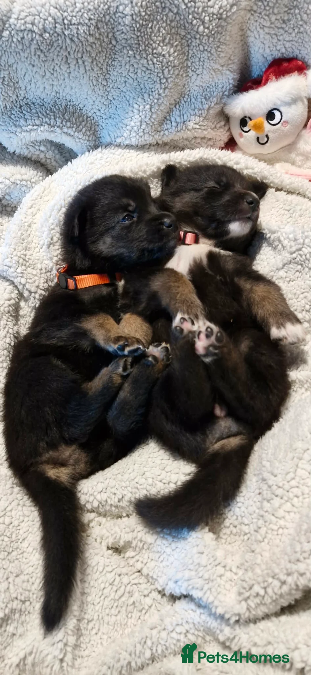 Mixed Breed dogs for sale: German sheperd Malamute  - Advert 25