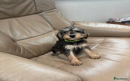 Mixed Breed dogs for sale: F1 MINI SCHNOODLE PUPPIES READY NOW - Image 19