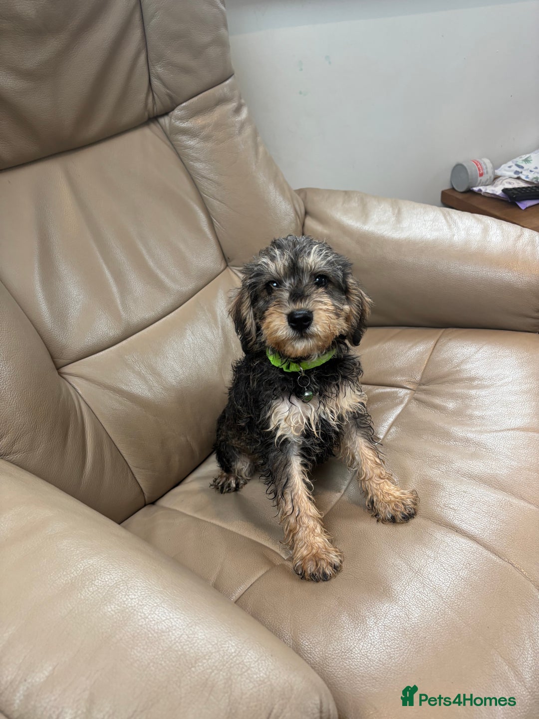 Mixed Breed dogs for sale: F1 MINI SCHNOODLE PUPPIES READY NOW - Image 19