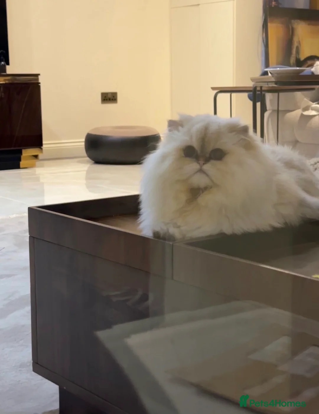 British Longhair cats for stud: Limited Time only! British Longhair Stud Service - Advert 3