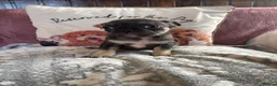 French Bulldog dogs for sale: French bulldogs  - Advert 6