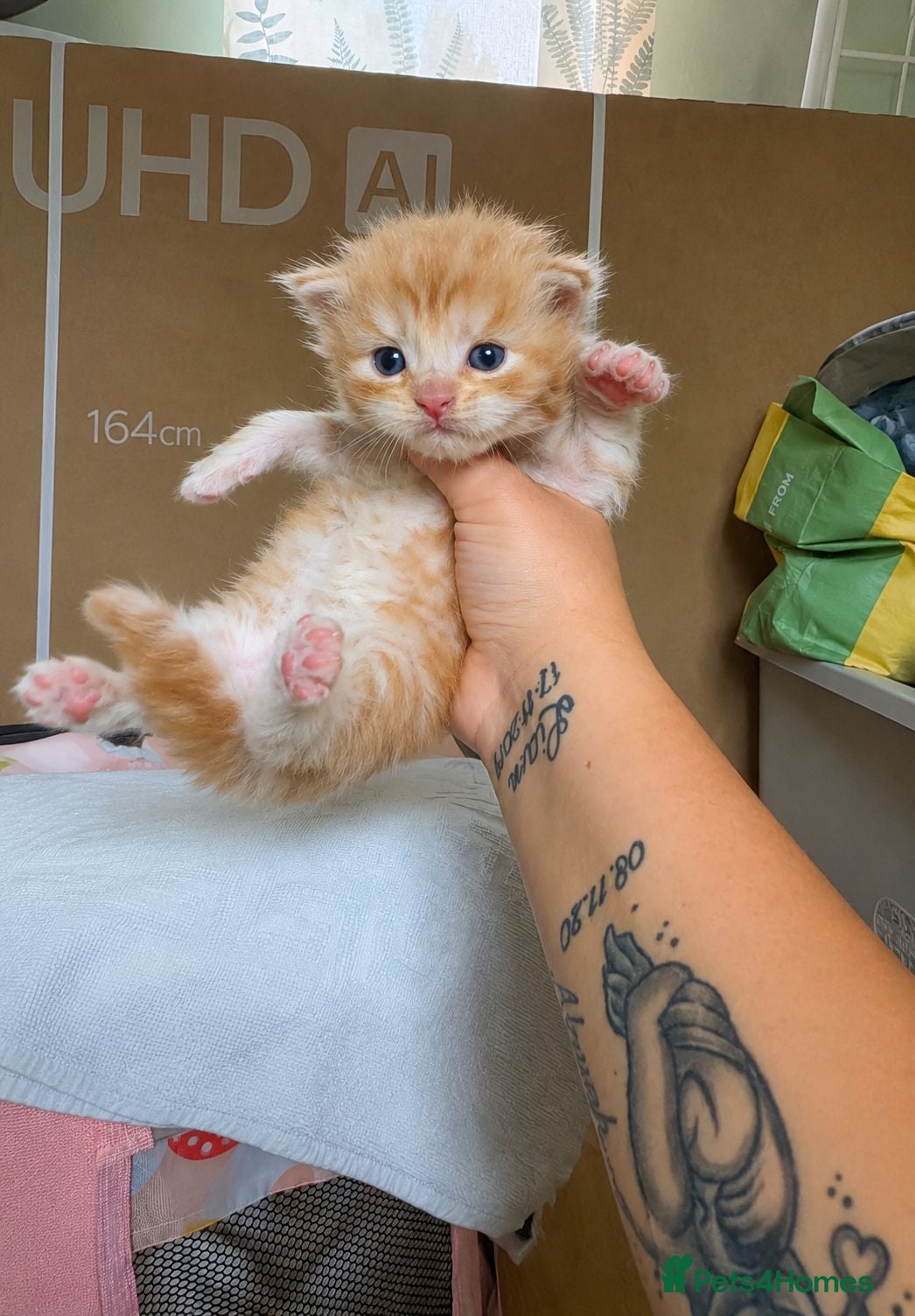 Maine Coon cats 3 Maine Coon Kittens Available  - Advert 4