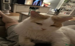 Mixed Breed cats for adoption: TEAPOT ! - THE MOST AFFECTIONATE BOY YOU CAN ADOPT - Image 10