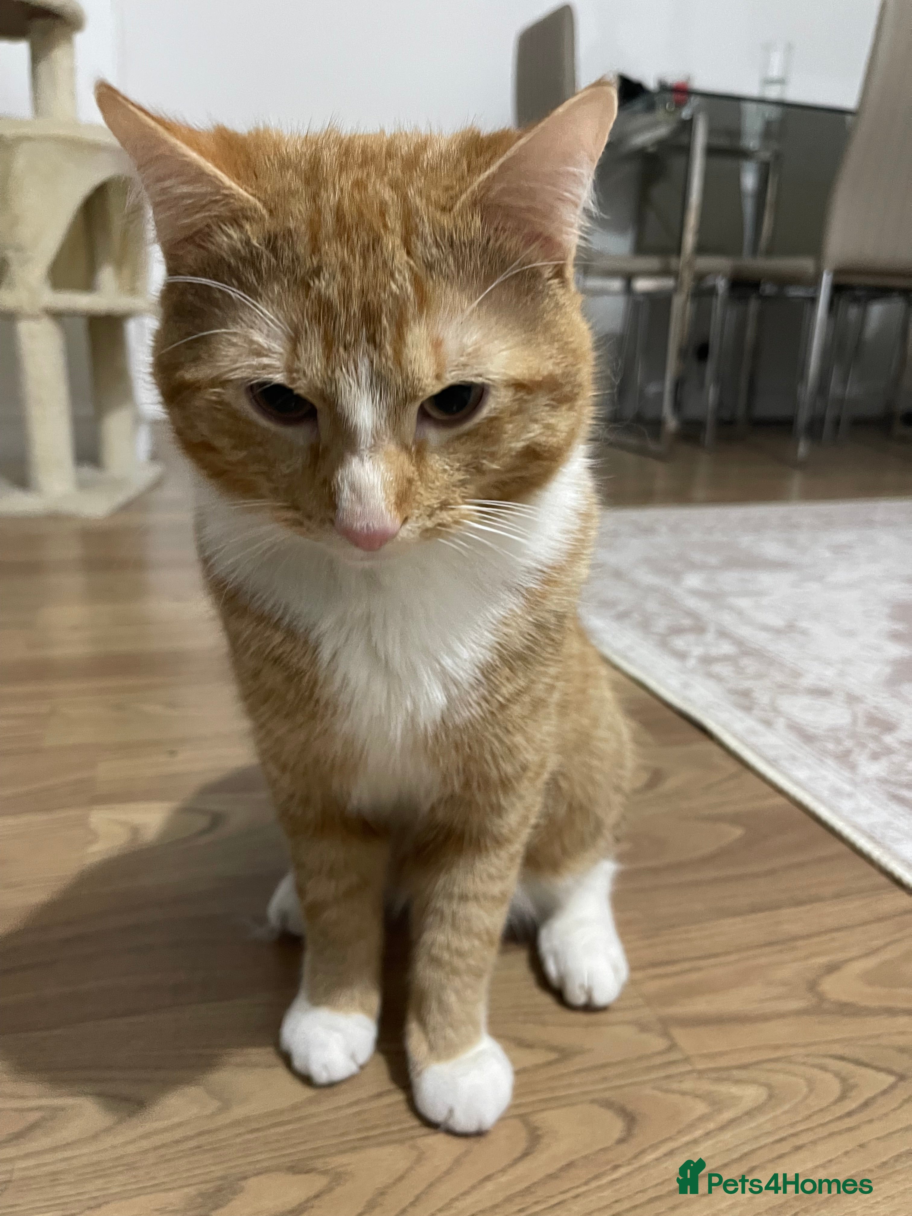 Domestic Shorthair cats Beautiful Ginger Domestic Short Hair in London - Advert 1