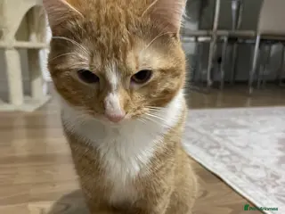 Domestic Shorthair cats Beautiful Ginger Domestic Short Hair in London - Advert 1