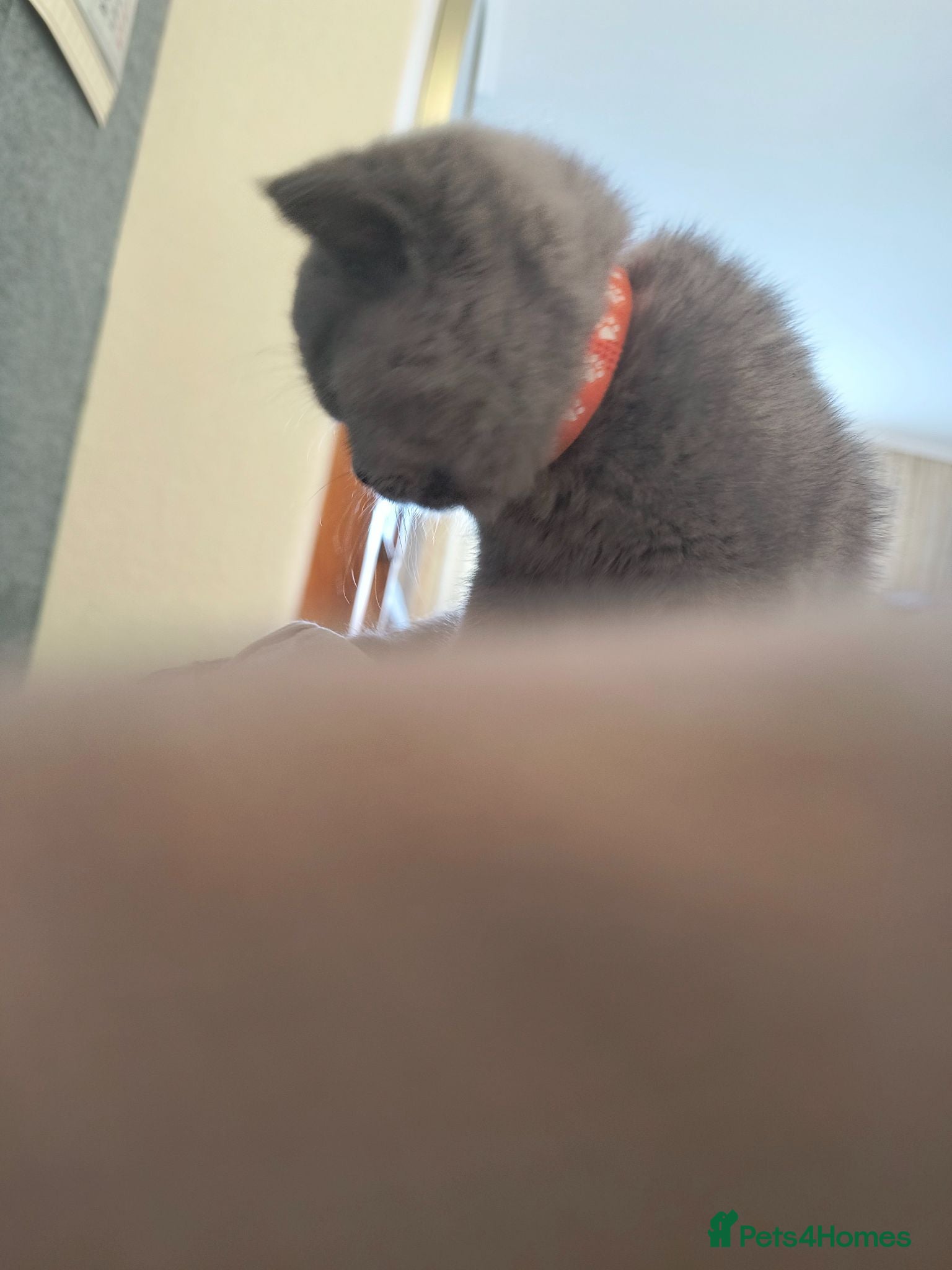 British Shorthair cats Magnificent litters Vs Outsdanding champion lines. - Advert 2