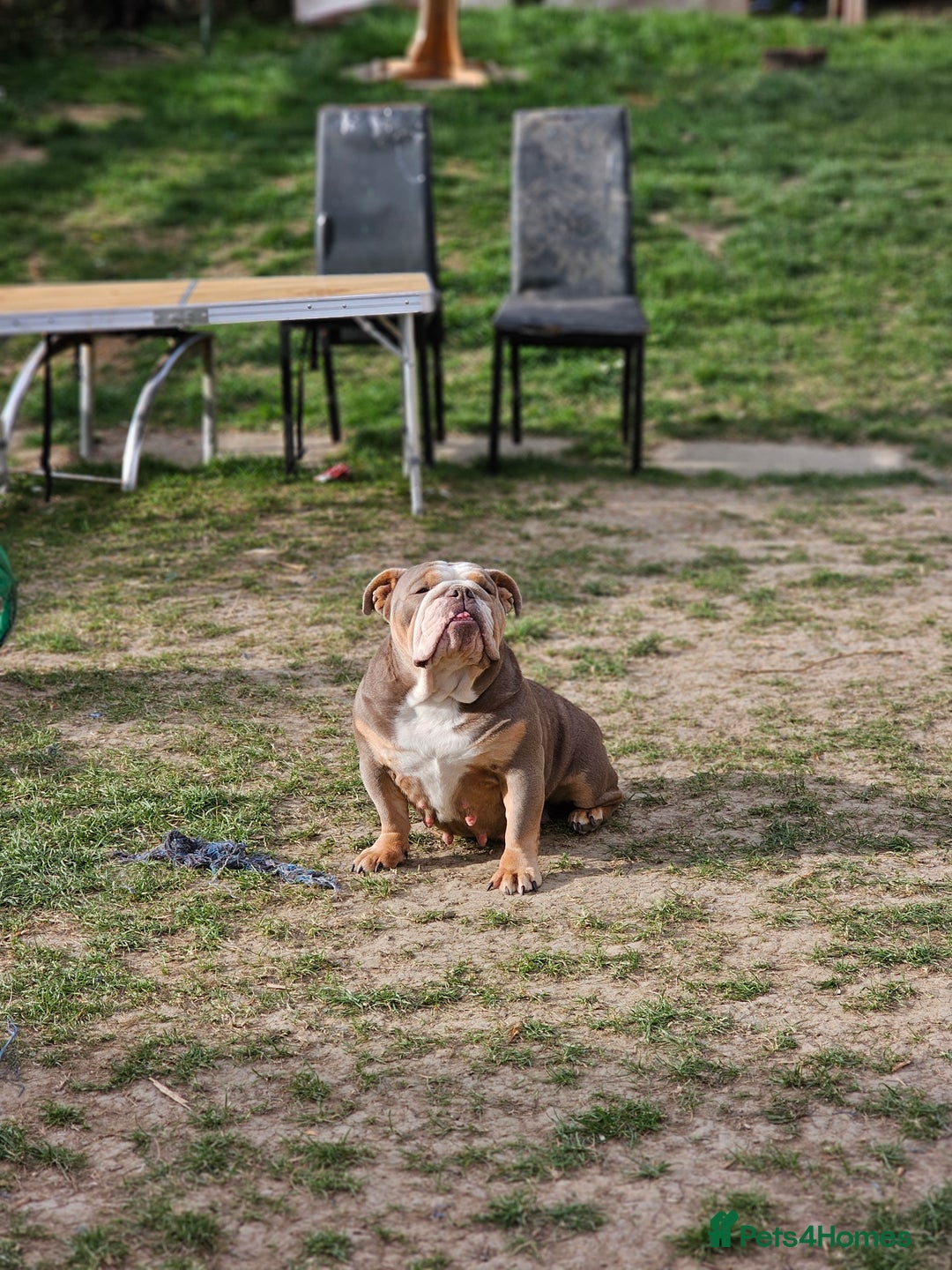 Mixed Breed dogs for sale: Micro exotic,s. - Advert 3