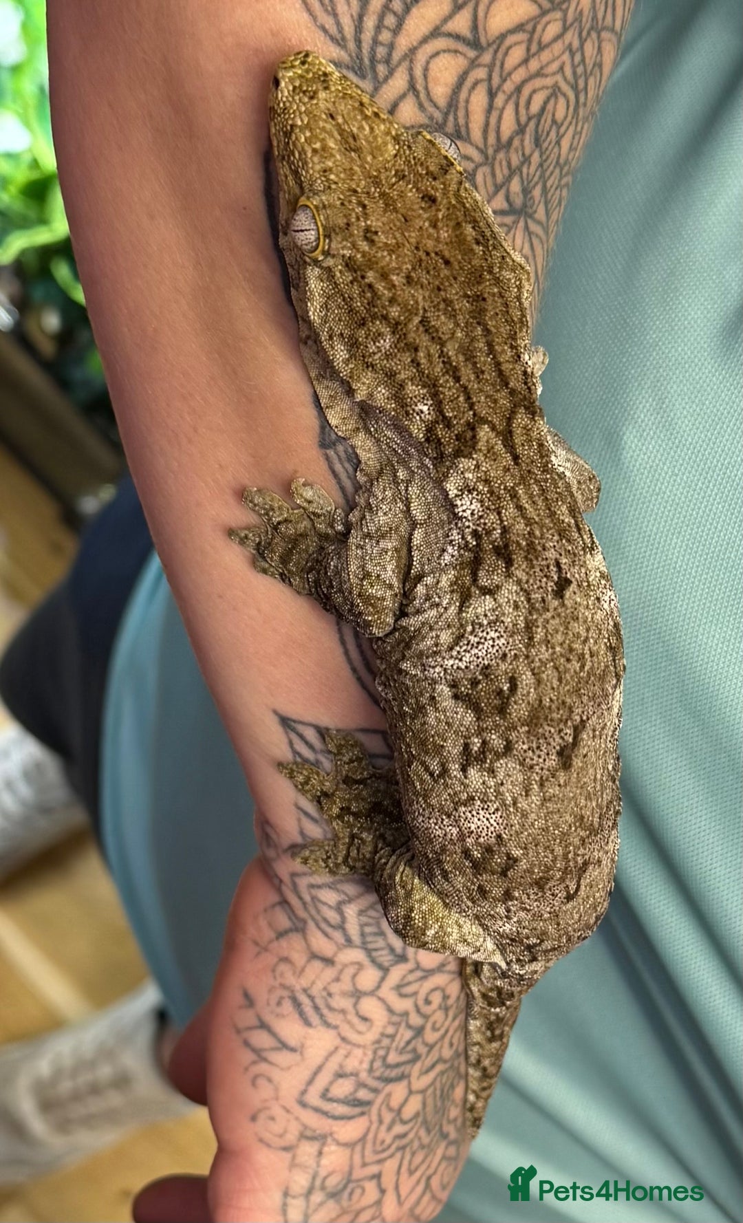 Gecko reptiles for sale: Leachianus Gecko - Advert 2