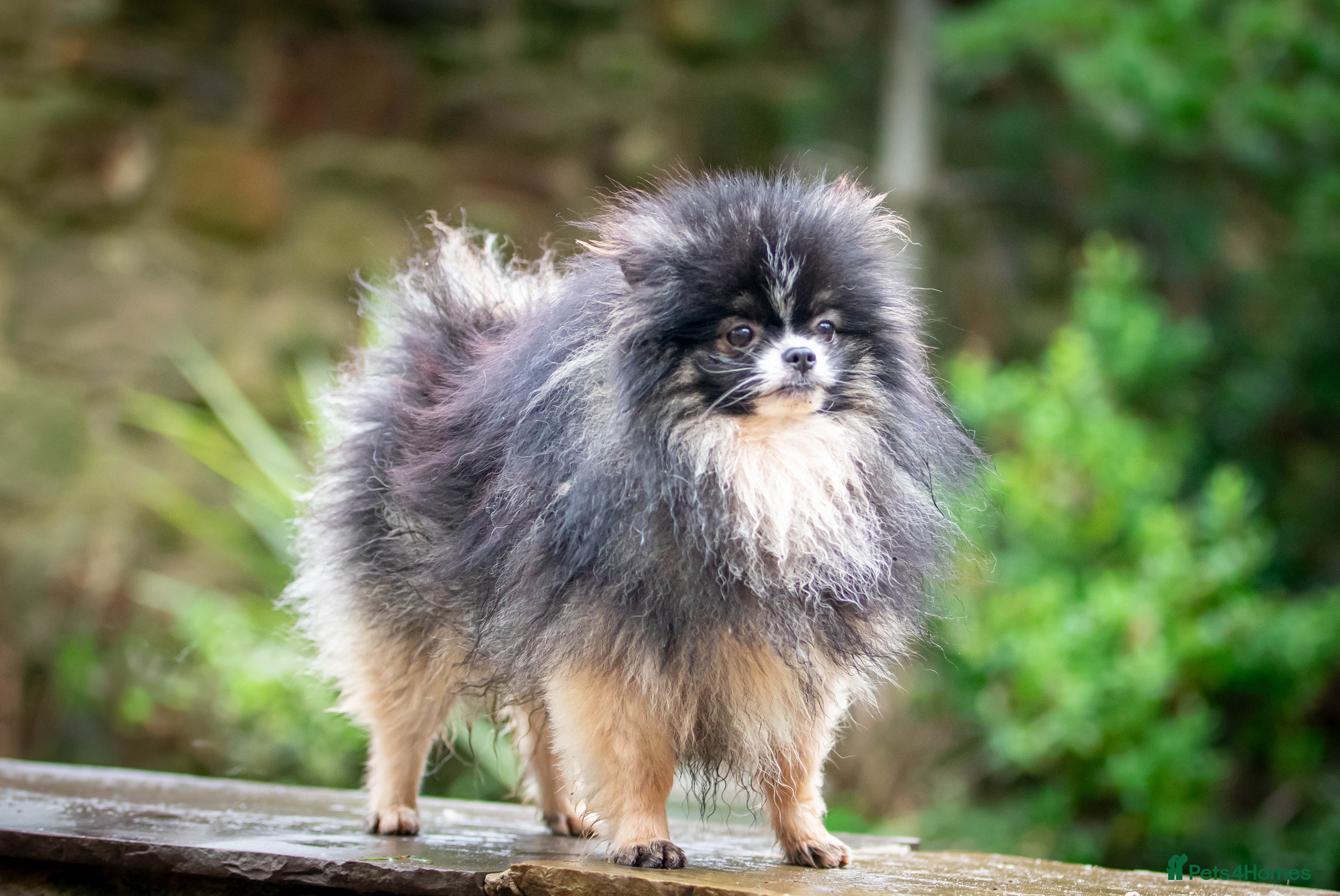 Pomeranian dogs Unique Tri colour kc Registered Pomeranian stud  in Pontefract - Advert 11