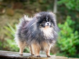 Pomeranian dogs in Pontefract - Advert 20