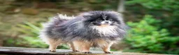 Pomeranian dogs for stud: Unique Tri colour kc Registered Pomeranian stud  in Pontefract - Advert 1