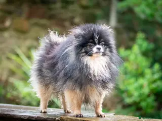 Pomeranian dogs Unique Tri colour kc Registered Pomeranian stud in Pontefract - Advert 17