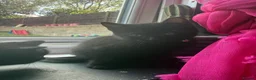 Mixed Breed cats for sale: 5 gorgeous little panthers  - Advert 7