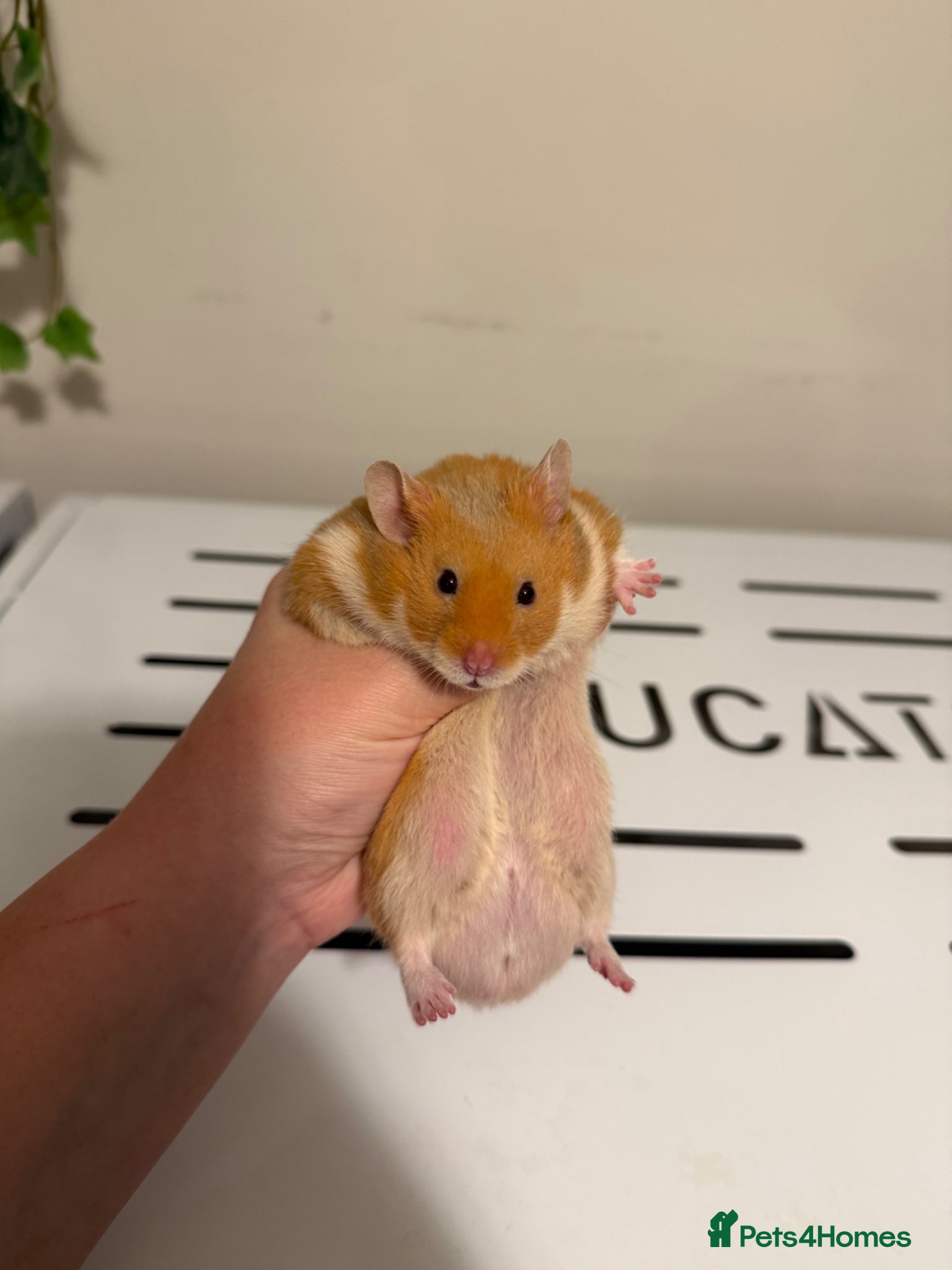 Hamster rodents Pedigree Syrian Hamster Male Ready now  - Advert 7