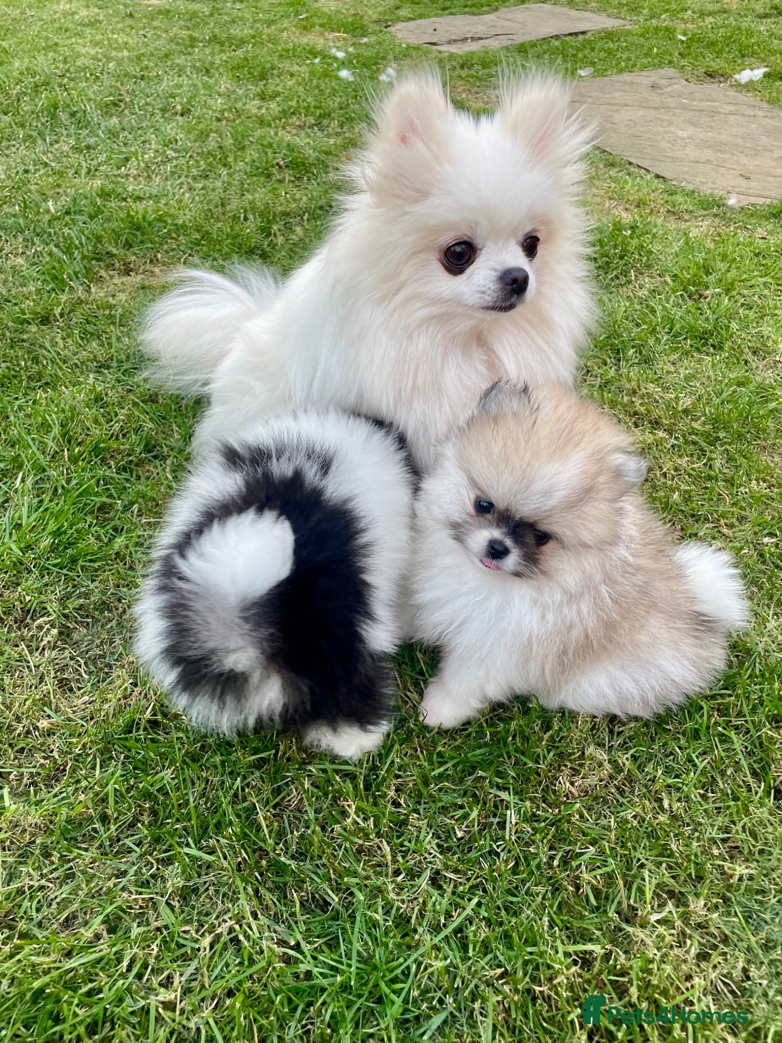 Pomeranian dogs Teddy bear faced tiny kc Pomeranian girls  - Advert 1