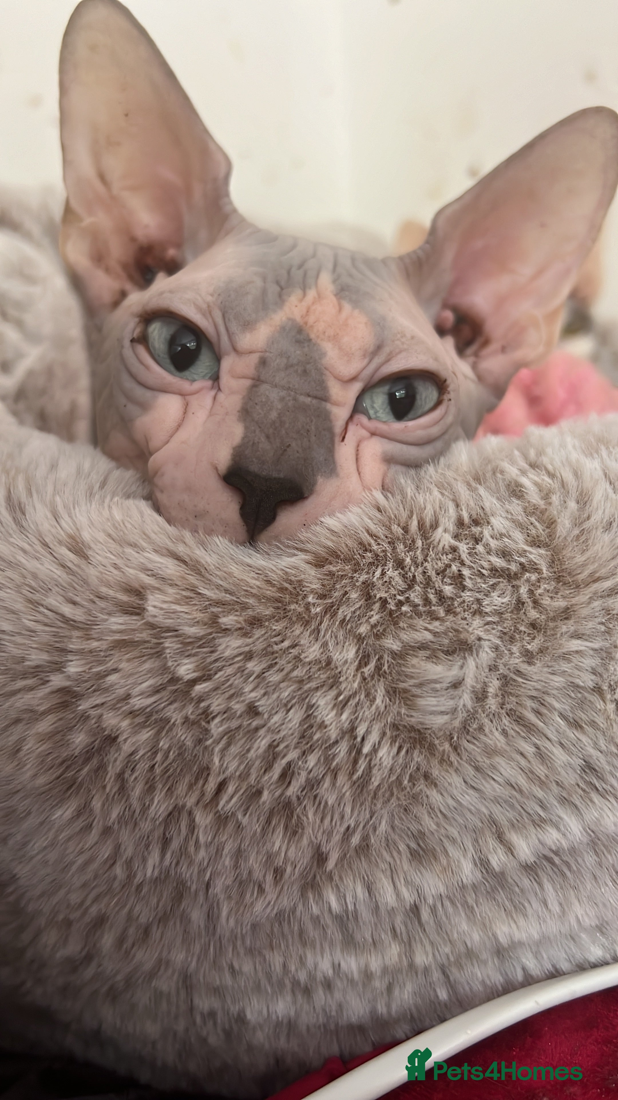 Sphynx cats Sphynx boy stud, - Advert 1