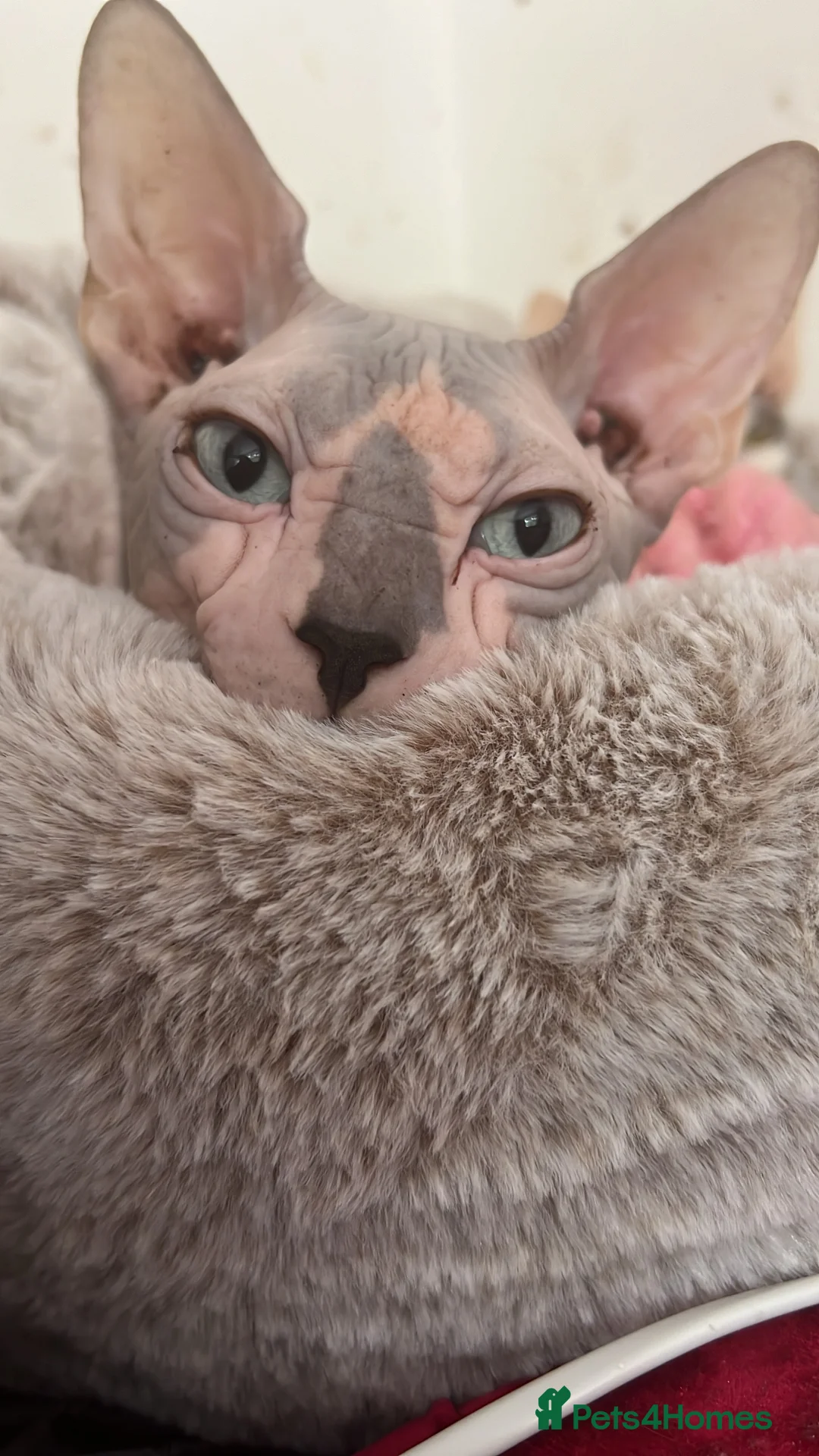 Sphynx cats for stud: Sphynx boy stud, in Wirral - Advert 5