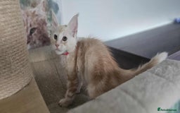 Maine Coon cats for sale: GCCF registered MC kittens  - Image 4