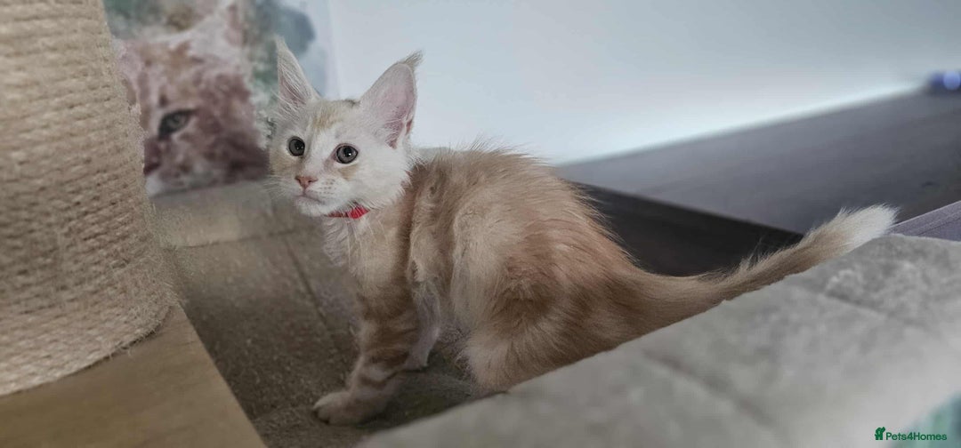 Maine Coon cats for sale: GCCF registered MC kittens  - Image 4