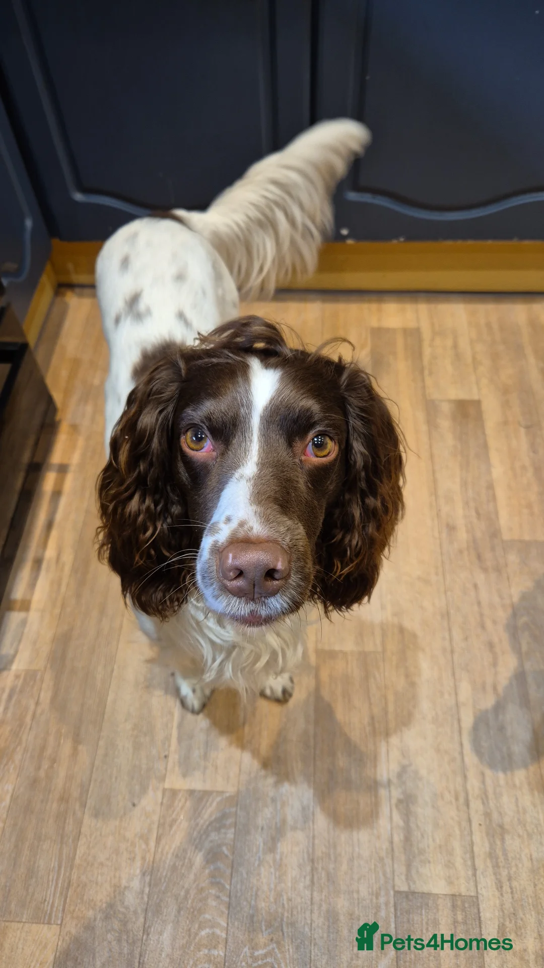 English Springer Spaniel dogs for stud: PROVEN ESS for stud amazing genealogy NOT FOR SALE in Tamworth - Advert 13