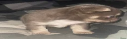 Chihuahua dogs for sale: Long haired chihuahua pup 🐶 - Advert 8