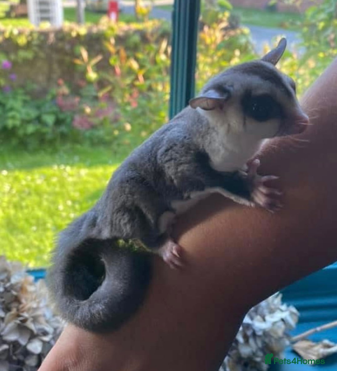Sugar Glider rodents for sale: Sugar Gliders available to suitable homes - Advert 20