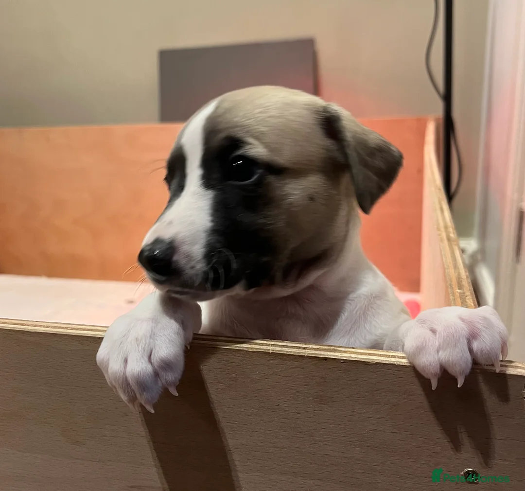 Whippet dogs for sale: Great quality Whippet puppies for sale - Advert 39