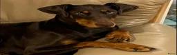 Dobermann dogs for sale: European Doberman puppies kc reg  - Advert 4