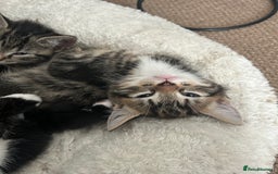 Mixed Breed cats for sale: Litter of 6 beautiful kittens - Image 3