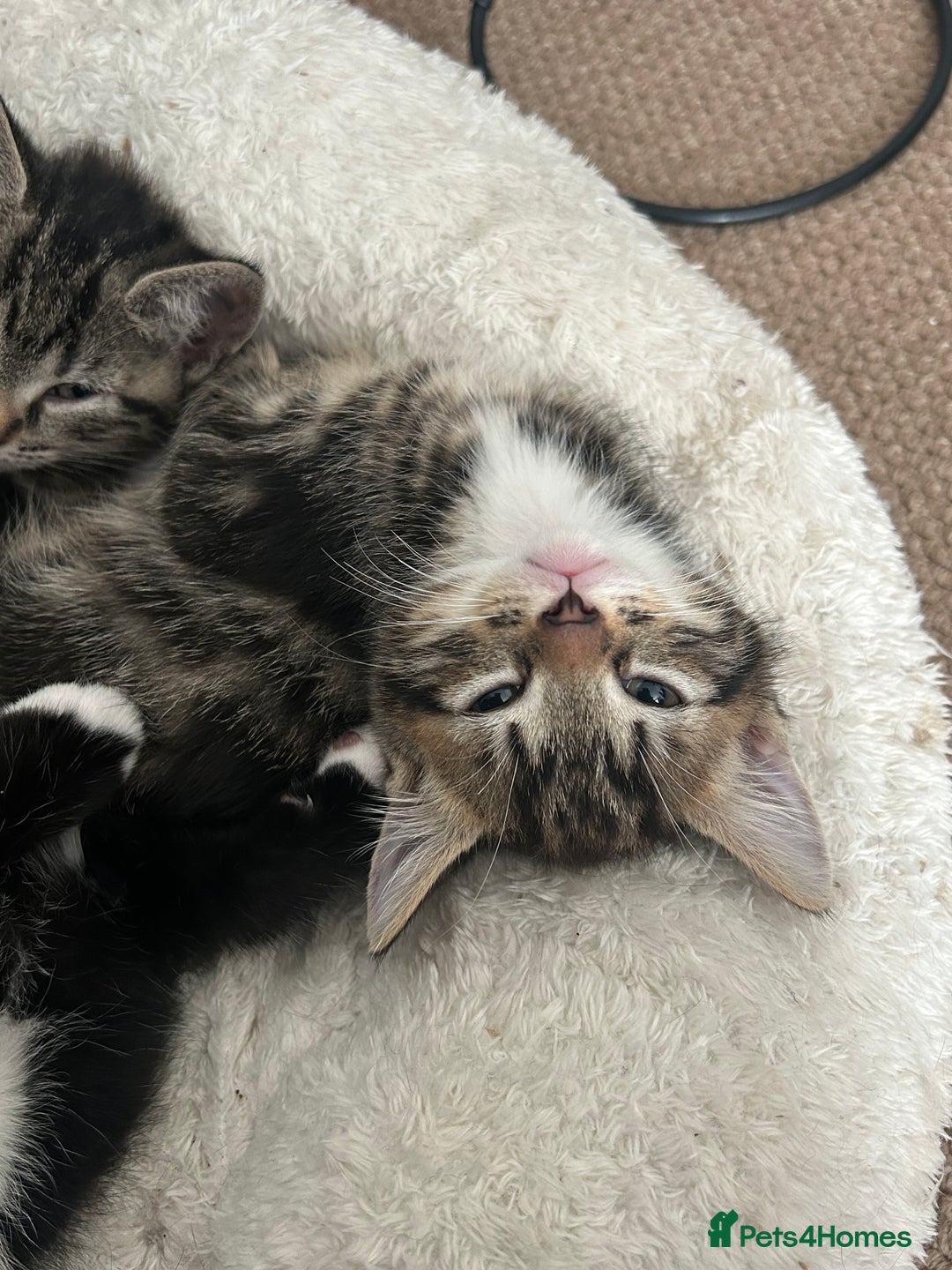 Mixed Breed cats for sale: Litter of 6 beautiful kittens - Image 3