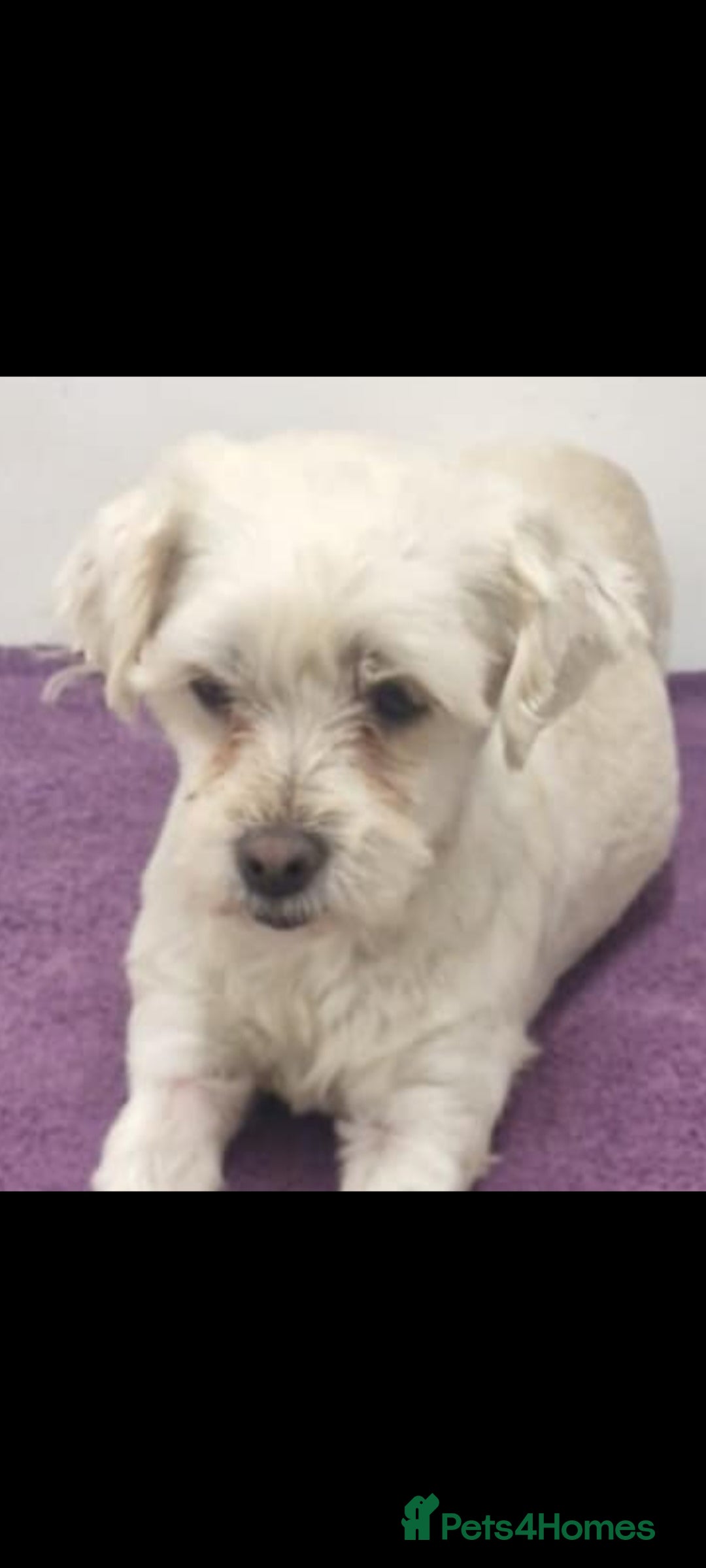 Mixed Breed dogs for adoption: STUMPY. 9kg small corgi type mix - Advert 5